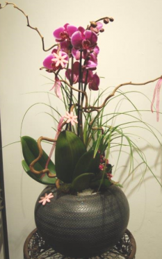 Arrangement d'Orchidées Blanches dans Céramique